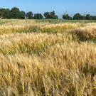 Golden wheat fields under a clear blue sky, with green trees in the background.