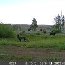 Trail camera shows cows in a grassy meadow surrounded by a few trees at dusk. The cows are looking at a wolf, walking past at a near distance. UC Davis Department of Plant Sciences