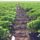 On the left and right: shrubs reaching just above the ankle are packed in tight horizontal rows. A dirt walkway bisects the rows vertically.